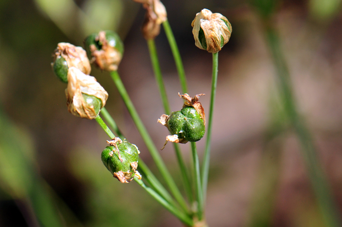 Crow Poison is a member of the Lily family and the fruit is a three-lobed capsule with 4 to 7 seeds per chamber. Nothoscordum bivalve